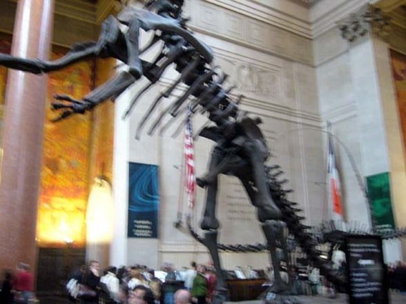 National History Museum NY - 