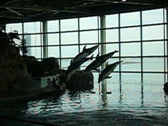 Shedd Aquarium  - 