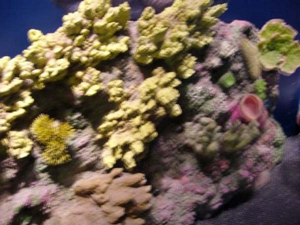 Shedd Aquarium  - 