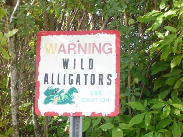 Aligatorfarm in den Everglades FL - 