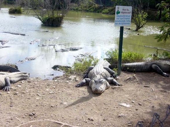 Aligatorfarm in den Everglades FL - 