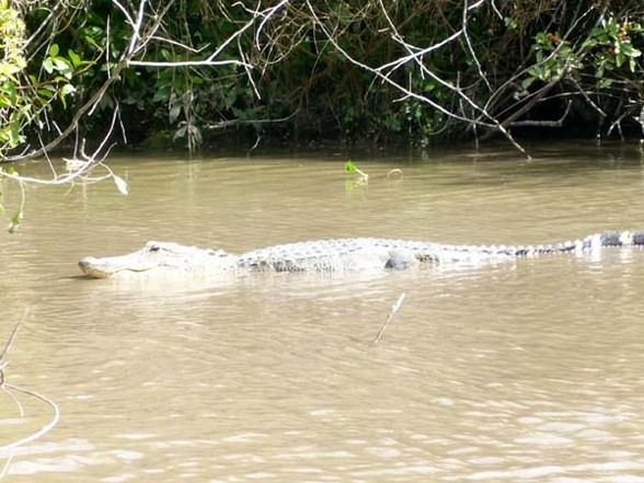 Aligatorfarm in den Everglades FL - 