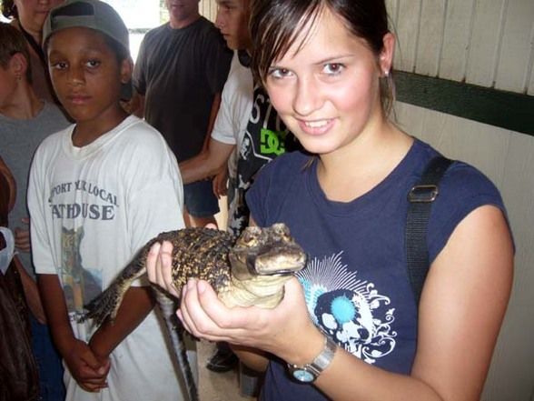 Aligatorfarm in den Everglades FL - 