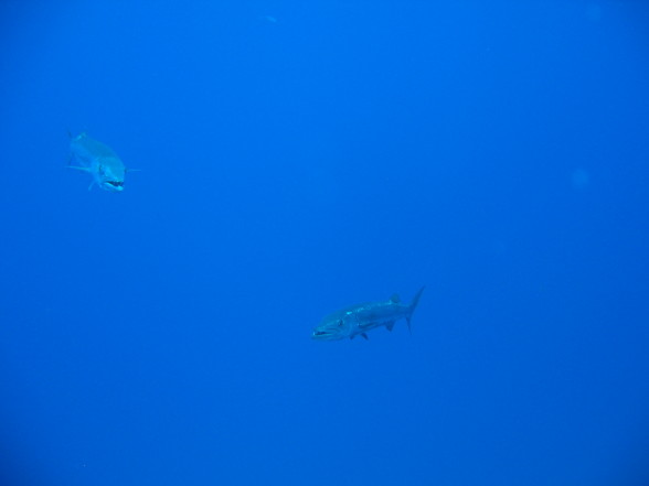 Karibik (Saba / Dominica) 2007 - 