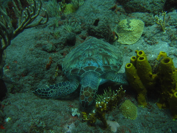 Karibik (Saba / Dominica) 2007 - 