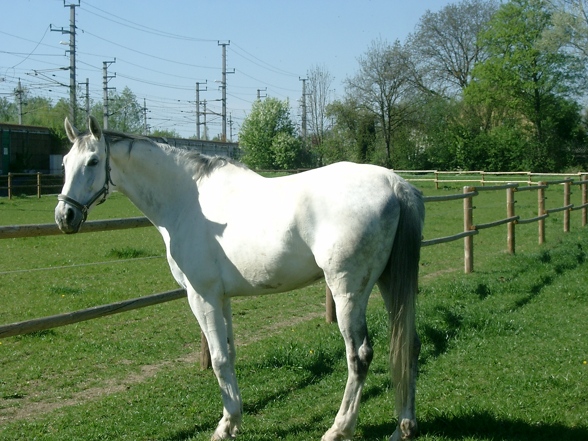 my horse - 