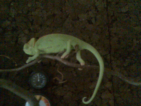 Chameleon - 