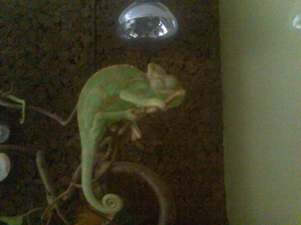 Chameleon - 