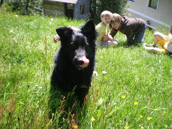 Hund und Mizi - 