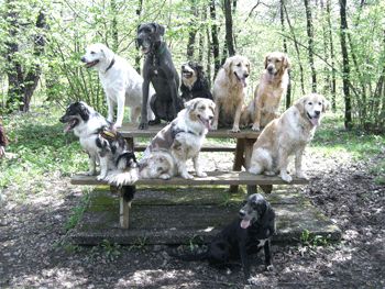 de liabn hunde - 