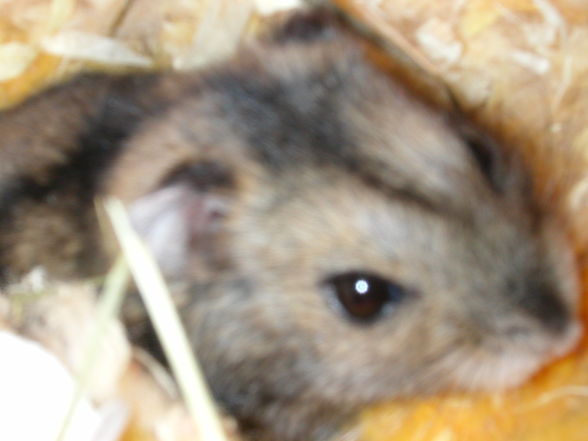 Unsere Hamsterbabys - 