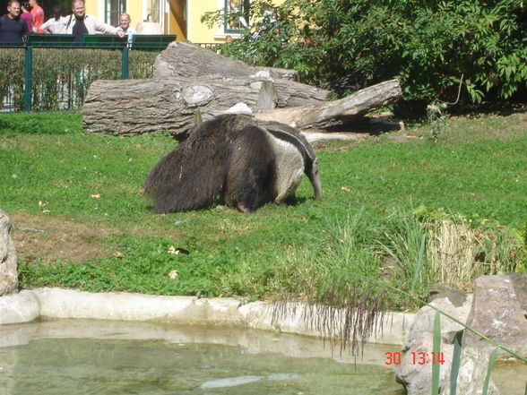 Schönbrunn - 