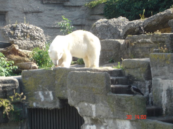 Schönbrunn - 