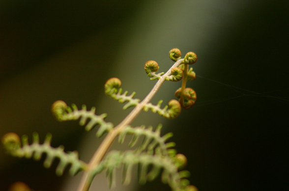 Brasilien - 