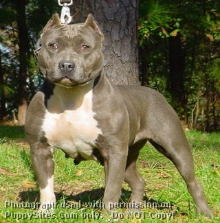 Pit Bull - 