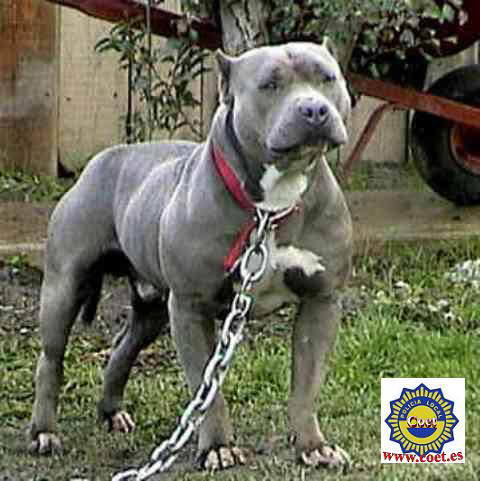 Pit Bull - 