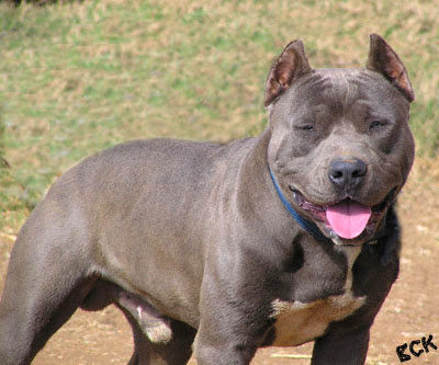 Pit Bull - 