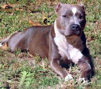 Pit Bull - 