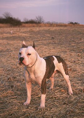 Pit Bull - 