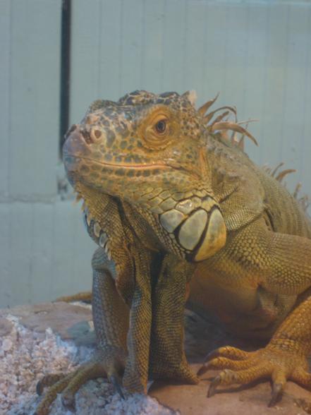 Fridolin der Dinosaurier (grüner Leguan) - 