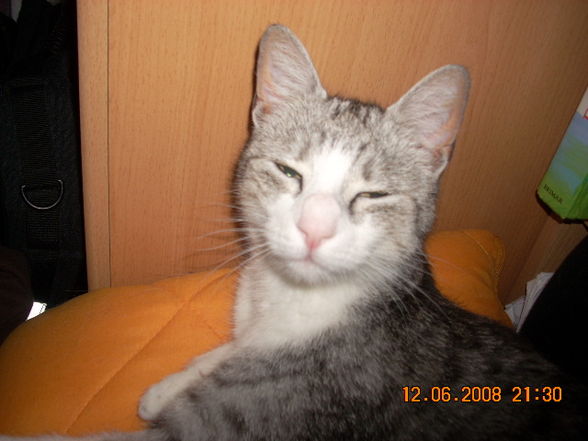 my cat´s - 