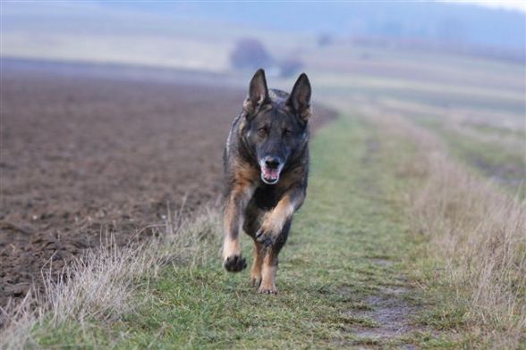 Meine Tiere - 