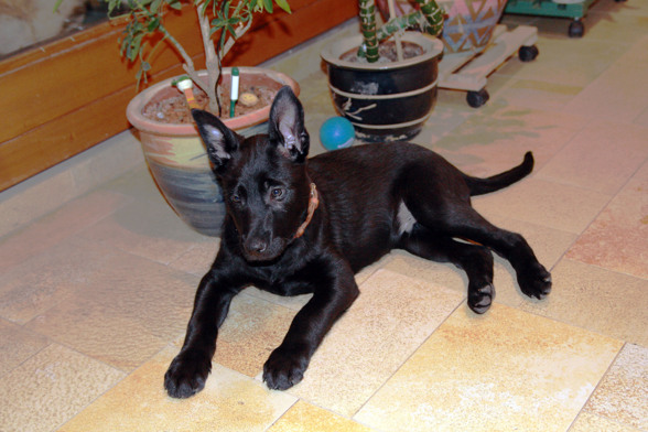 Meine Tiere - 