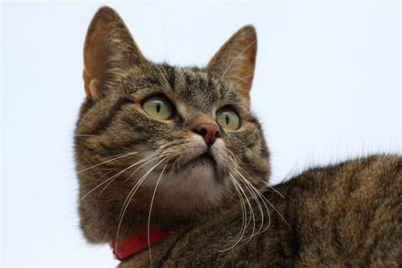 Meine Tiere - 