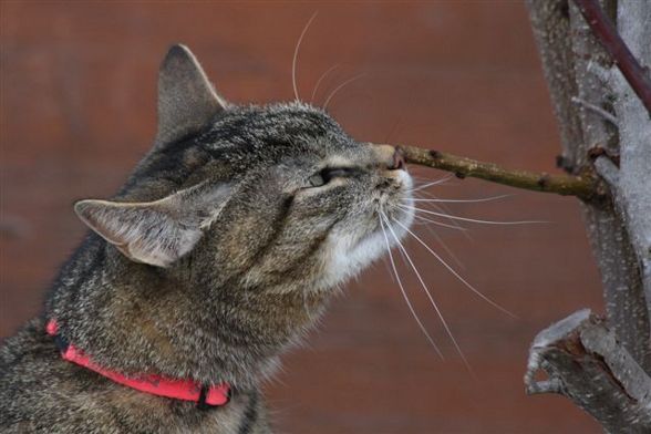 Meine Tiere - 