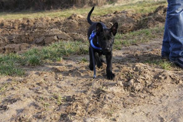 Meine Tiere - 