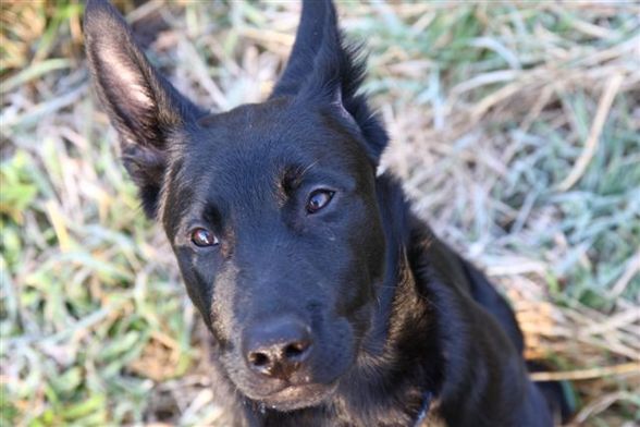 Meine Tiere - 