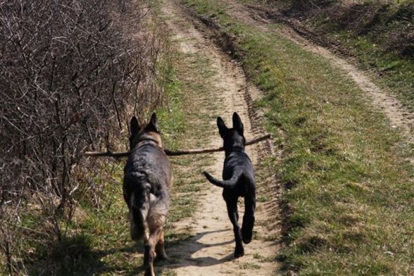 Meine Tiere - 