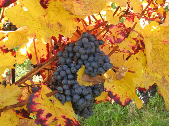 Herbst - 