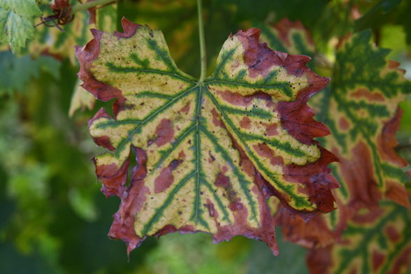 Herbst - 