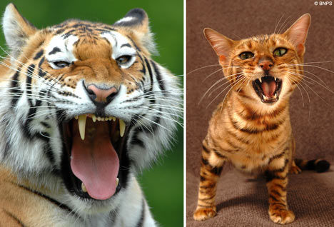 Tiger und Toyger :-) - 