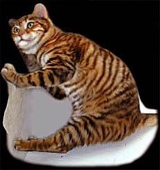 Tiger und Toyger :-) - 