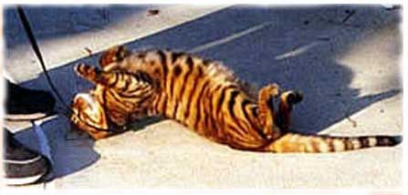 Tiger und Toyger :-) - 