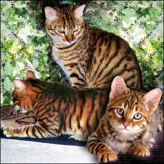 Tiger und Toyger :-) - 