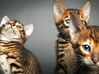 Tiger und Toyger :-) - 