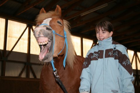 mein pferd ist immer gut gelaunt - 