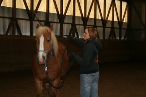 mein pferd ist immer gut gelaunt - 