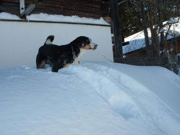 mei Hund:-) - 