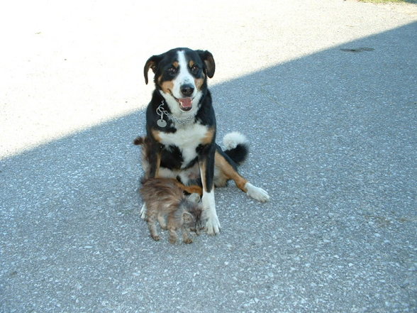 mei Hund:-) - 