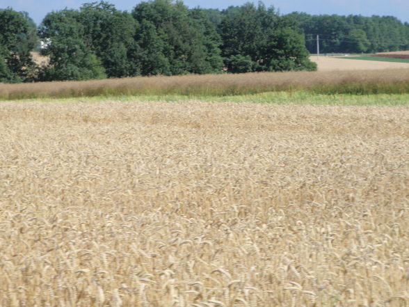 Traktoren und Mähdrescher - 