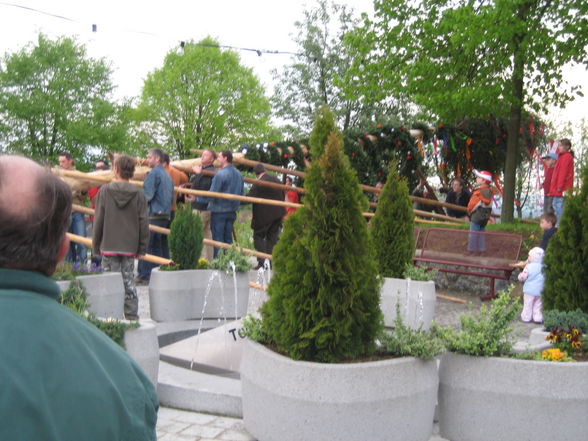 Unser Maibaum aufstön in St.Martin - 