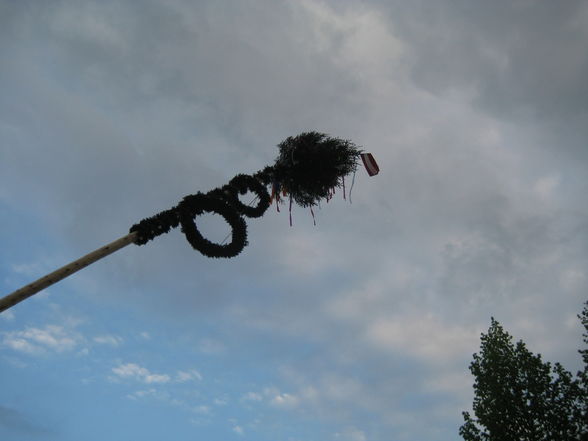 Unser Maibaum aufstön in St.Martin - 