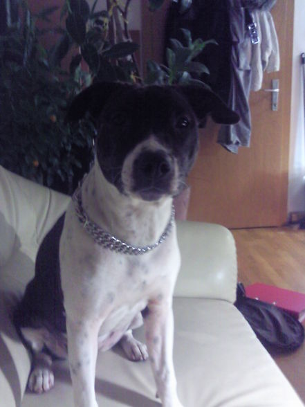 Mein Kleiner Pit bull - 