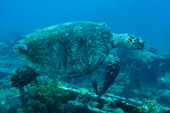 Cooper Island / British Virgin Islands - 