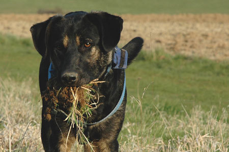 Meine Hunde Bella und Carlos - 