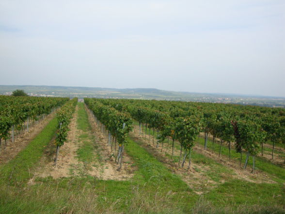 Weinlese09 - 